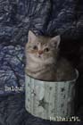 koty brytyjskie, sphinx