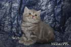 koty brytyjskie, sphinx