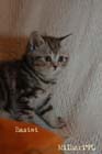 koty brytyjskie, sphinx