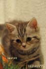 koty brytyjskie, sphinx