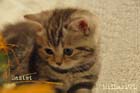 koty brytyjskie, sphinx
