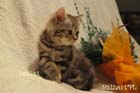 koty brytyjskie, sphinx