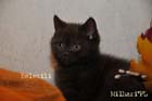koty brytyjskie, sphinx