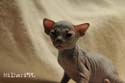 koty brytyjskie, sphinx