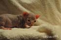 koty brytyjskie, sphinx