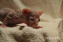 koty brytyjskie, sphinx
