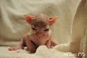 koty brytyjskie, sphinx