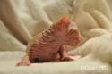 koty brytyjskie, sphinx