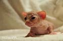 koty brytyjskie, sphinx