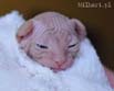 koty brytyjskie, sphinx