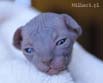 koty brytyjskie, sphinx