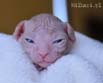 koty brytyjskie, sphinx