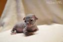 koty brytyjskie, sphinx