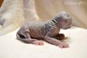 koty brytyjskie, sphinx