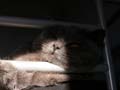 koty brytyjskie, sphinx
