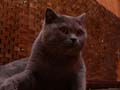 koty brytyjskie, sphinx
