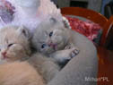 koty brytyjskie, sphinx