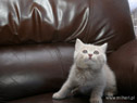 koty brytyjskie, sphinx