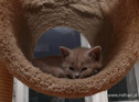 koty brytyjskie, sphinx