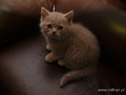 koty brytyjskie, sphinx
