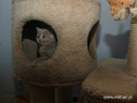 koty brytyjskie, sphinx