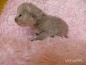 koty brytyjskie, sphinx