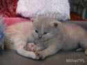 koty brytyjskie, sphinx