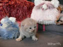 koty brytyjskie, sphinx