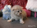 koty brytyjskie, sphinx