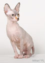 koty brytyjskie, sphinx