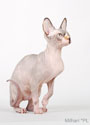 koty brytyjskie, sphinx