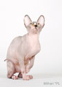 koty brytyjskie, sphinx