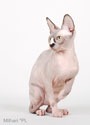 koty brytyjskie, sphinx