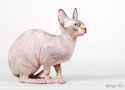 koty brytyjskie, sphinx