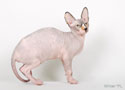 koty brytyjskie, sphinx
