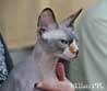 koty brytyjskie, sphinx