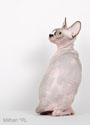 koty brytyjskie, sphinx
