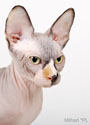 koty brytyjskie, sphinx