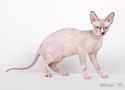 koty brytyjskie, sphinx