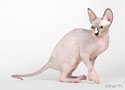 koty brytyjskie, sphinx