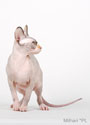 koty brytyjskie, sphinx