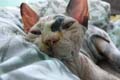 koty brytyjskie, sphinx