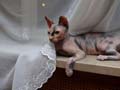 koty brytyjskie, sphinx
